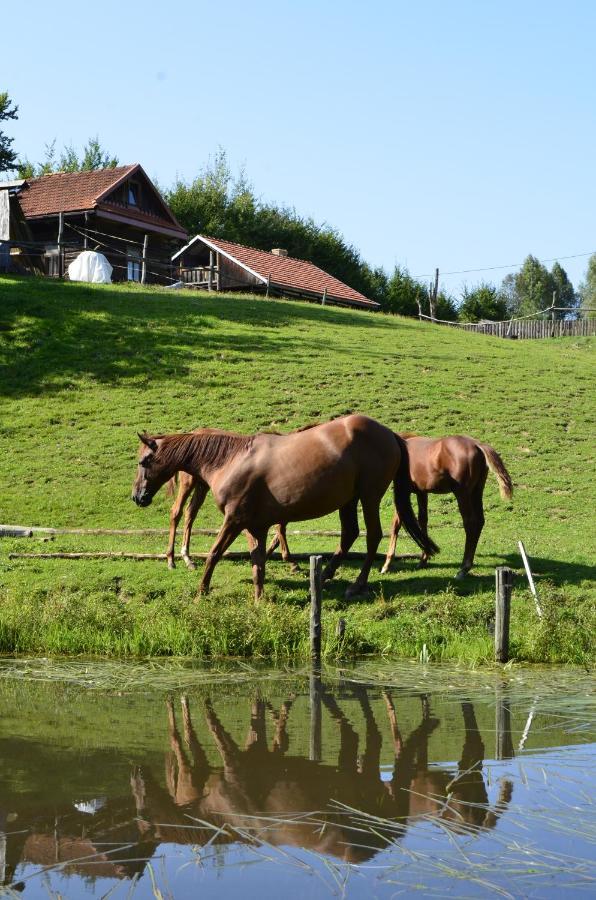 Gospodarstwo Agroturystyczne "Paryja" Olpiny Exteriér fotografie